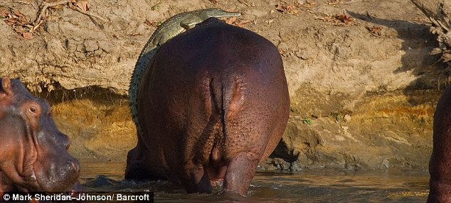 How did the crocodile cross the lake? He hopped on