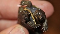 The owner of two conjoined turtles is trying to decide whether to have the animals separated. Todd Ray – owner of what is thought to be the world’s largest collection of double headed animals – was given the turtle by […]