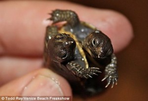 The owner of two conjoined turtles is trying to decide