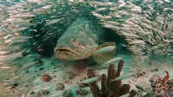 GAINSVILLE, Florida — In the waters along Florida’s east and west coasts, Florida State University marine biologists are collecting new data on the once severely overfished Atlantic goliath grouper, a native species that is making a comeback in the southeastern […]