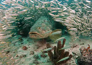 GAINSVILLE, Florida — In the waters along Florida’s east and