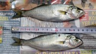 Tarım, Gıda ve Hayvancılık Bakanlığı tarafından Haziran 2011’de alınan kararla 20 cm’in altında avlanması yasak olan lüferin en küçükleri bile tezgahlarda satılıyor. 12 cm civarında tezgahta yerini alan yavru balık defne yaprağının yanında, 14 cm’lik çinakop, 16 cm’lik sarıkanat satışta. […]