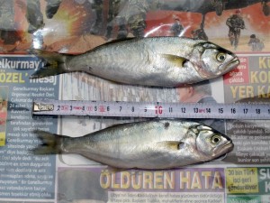 Tarım, Gıda ve Hayvancılık Bakanlığı tarafından Haziran 2011’de alınan kararla