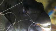 bakma bana öyle derin işim olmaz senle benim hiç bu kadar sevilmedin gözlerinden okuyorum haberin yok, ölüyorum Duman Bu fotoğrafı çekerken aklımda bu şarkı vardı. Çeşme de 20 metre derinlikte kim bilir kimin attığı bir balık ağının içinde bir çift […]