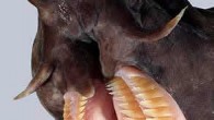 AUKLAND, New Zeland — The hagfish found in New Zealand’s deepest waters is grotesque enough, thanks to its scary protruding teeth straight from a horror film. Now, scientists have witnessed the full power of its other gruesome feature – a […]