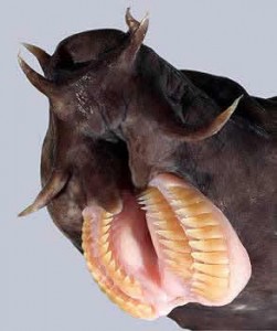 AUKLAND, New Zeland — The hagfish found in New Zealand’s