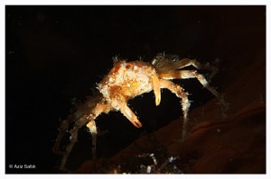 Sahne ışıkları, küçücük bir kayanın kovuğunda 1.5 cm boyunda bir
