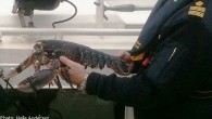 ”The police called us on Thursday morning saying ‘Hello, this is the police. We’re bringing you your blue lobster’,” Maria Jämting, CEO of the Havets Hus aquarium in Lysekil, told The Local. Jämting received the call after fisherman Reine Andreasson […]