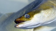 The project is part of a wider European effort to raise rapidly declining numbers of a fish suffering the effects of overfishing, pollution and disease. In 1999, the International Council for the Exploration of the Sea (ICES) confirmed that the […]