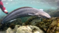 A 6ft conger eel has been released into the wild so he can find love after a lifting operation involving a crane. The conger eel, called Rip, left Macduff Marine Aquarium in Aberdeenshire to swim to the Atlantic. Staff said […]