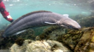 A 6ft conger eel has been released into the wild