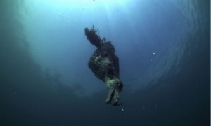 Fishing boats ‘killing up to 320,000 seabirds a year’ :