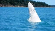 BARRY Brant, of the Whitsundays, has beaten 742 entrants in a competition to name the male baby white whale that was spotted off the Whitsunday coast in September. Tourism Whitsunday and Whitsunday Escape ran the competition, during which more than […]