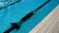 News from Italia : Speed Apnea 100 mt. Italian National WINTER Championships – Olympic Pool – Varedo (Milano) Michele FUCARINO Giacomo SAVRON Levent Ucuzal