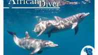 Open publication – Free publishing – More diver