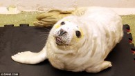 A cute grey seal found clinging to rocks after being orphaned during last week’s gales and torrential rain is being nursed back to health. The tiny all-white seal was found cowering and shivering after storms battered its breeding grounds, separating […]