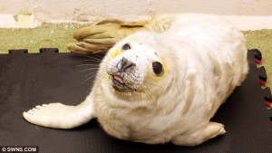 A cute grey seal found clinging to rocks after being