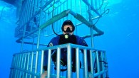 When a great white shark approaches you it’s best to keep an eye on its teeth. But this shark turned into a snappy slapper as it belted a photographer with its tail. Photographer Don Carpenter was in a cage off […]