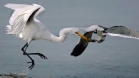 This is the incredible moment a seagull showed off some spectacular acrobatics – by flying upside down to steal a shrimp dinner right from the mouth of an egret. The unassuming egret had spent more than half an hour patiently […]