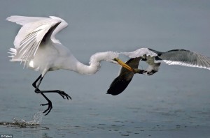 This is the incredible moment a seagull showed off some