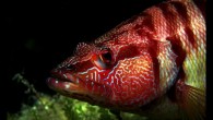 Daha önce de fotoğrafladığım türlerden biri bu. Serranus scriba yada bizim bildiğimiz adıyla Hanos – Yazılı Hani. Naçizane blogumun Fish Face adlı etiketinde diğer balık portrelerinin arasında bir örneği var. Bu karenin özelliği ise F22 diyafram 1/100 enstantane ile ve […]