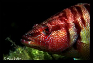 Daha önce de fotoğrafladığım türlerden biri bu. Serranus scriba yada