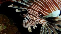 THE VALLY, Anguilla, November 18, 2011 – Fisheries officials in Anguilla said the population of the invasive lionfish (Pterois volitans) appears to be growing at a rapid rate and poses a serious threat to its coral reef ecosystems. The Department […]