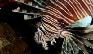 THE VALLY, Anguilla, November 18, 2011 – Fisheries officials in