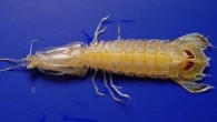 Little more than a year after BP oil disaster, seafood from the Gulf of Mexico is “as safe to eat as it was before the oil spill,” the FDA insists on its website. But along the Gulf itself, questions linger […]