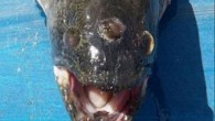 Way back in 1990, an episode of The Simpsons introduced Blinky, a mutated orange fish with three-eyes caught in the waters near the Springfield Nuclear Power Plant, emblematic of mean Mr. Burns’ callousness towards the environment — and now, it […]