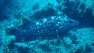 Orfoz (Epinephelus marginatus) karasularımızda bulunması nedeniyle şanlı olduğumuzu söyleyebileceğimiz bir balık türüdür. Gelişimi ve üremesi, bulunduğu suların ekolojik yapısına göre, farklılık gösterir. Orfozlar üreme yönüyle hermafrodit olduklarından, bilinçsiz avlanma nesillerini tehlikeye sokmaktadır. Sualtında iken sizi bazan uzaktan bazanda yaklaşarak izler. […]