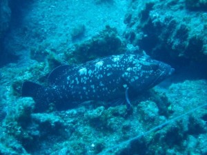 Orfoz (Epinephelus marginatus) karasularımızda bulunması nedeniyle şanlı olduğumuzu söyleyebileceğimiz bir