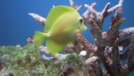 By David Fleshler 2:40 p.m. EST, November 30, 2011 Could one of these species be the next lionfish? Three non-native tropical fish have reappeared off the southeast Florida coast, years after they had last been seen, according to a news […]