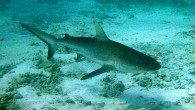 Balıklar (Pisces) poikloterm olan, neredeyse sadece suda yaşayan ve solungaçları ile solunum yapan, soğuk kanlı, yürekleri çift gözlü, çoğunun vücudu pullu, genellikle yumurta ile üreyen omurgalı hayvanlardır. Bazı türler canlı doğurarak ürer (lepistes, kılıçkuyruk, moly, endlers vs.). Örneğin tatlı su […]