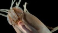 Okyanus tabanındaki volkan ağızları, yeryüzünün en zor yaşam koşullarına sahip bölgeleri arasında yer alıyor. Fakat İngiltere’den bir araştırma ekibi, şartlar ne kadar amansız olursa olsun, buralarda yaşamaya ayak uydurmuş olağanüstü canlı türlerini görüntüledi. Ekip, Hint Okyanusu’nda yer alan volkan ağızlarının […]