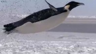 Emperor penguins “time” their dives by the number of flaps they can manage with their wings. This is according to a new study published in the Journal of Experimental Biology. It aimed to show how the birds reached the “decision” […]