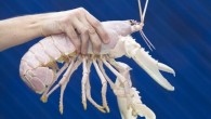 A rare albino lobster that could be more than 30-years-old has been caught in a lobster-pot off the Dorset coast. The two Bridport fishermen who found the crustacean near Portland Bill handed it to Weymouth Sea Life Park. Albinism is […]