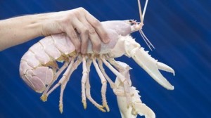 A rare albino lobster that could be more than 30-years-old