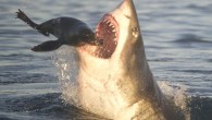 Skipping along the surface off the coast of South Africa, this seal pup seems to be moving a little faster than usual. And the reason soon becomes clear as a Great White is on his tail – and there is […]