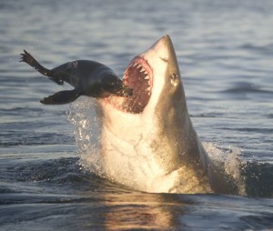 Skipping along the surface off the coast of South Africa,