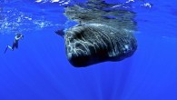 If you’re planning to go head-to-head with a sea creature, it’s probably best to start small. Only the very brave, or very stupid, would begin a headbutting competition with a 50-ton sperm whale… after all, its head is one third […]