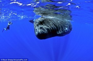 If you’re planning to go head-to-head with a sea creature,