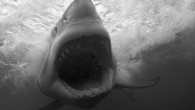 This is an image you are only likely to see once in your life, if experienced first hand. However, this shudderingly close-up image of a Great White shark’s wide-open jaws, seconds before it strikes, has made one of the most […]