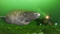 A daredevil photographer went to extraordinary lengths to photograph these rarely seen sharks, which look like they have been etched from stone. These incredible Greenland sharks can survive for more than 200 years at depths of up to 600 metres […]