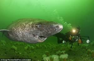 A daredevil photographer went to extraordinary lengths to photograph these