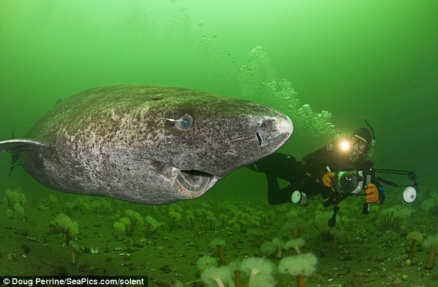 A daredevil photographer went to extraordinary lengths to photograph these