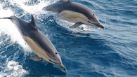 Strandings of whales, dolphins and porpoises around the UK have fallen in the last 6 years, according to a report by the UK Cetacean Strandings Investigation Programme (CSIP) published this week. There were more than 3,400 strandings on UK beaches […]
