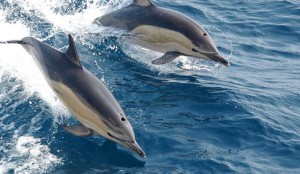 Strandings of whales, dolphins and porpoises around the UK have