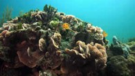 SANTA CRUZ, California — Observations at submarine springs found along the coast of Mexico’s Yucatan Peninsula are giving scientists a preview of the possible fate of coral reef ecosystems in response to ocean acidification. The naturally low pH (a measure […]