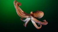 Photograph: Brandon Cole ON AN UNSEASONABLY WARM day in the middle of March, I traveled from New Hampshire to the moist, dim sanctuary of the New England Aquarium, hoping to touch an alternate reality. I came to meet Athena, the […]